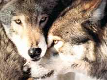 Two wolves close together