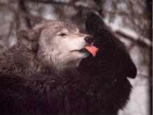 Wolf licking another